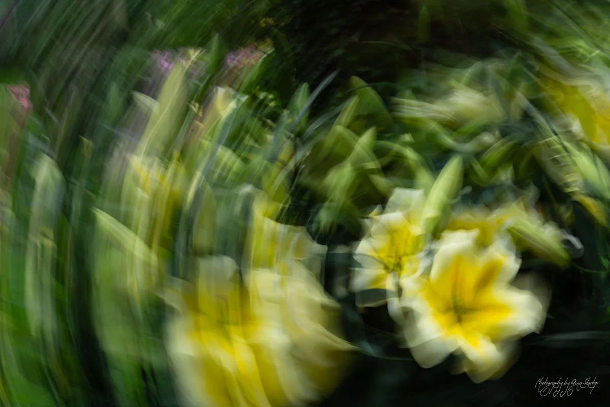 Lily Blur