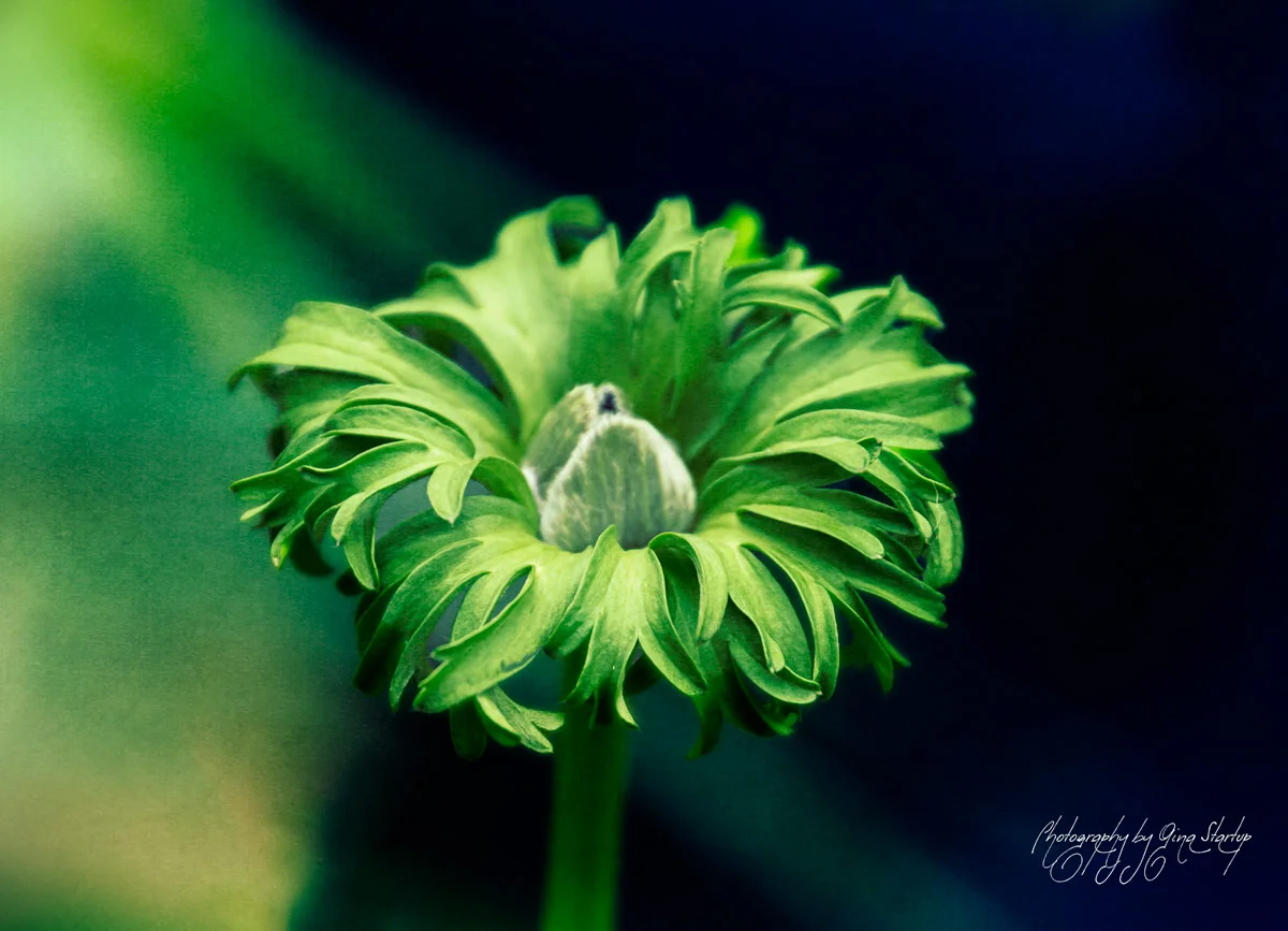 Possibility of a Blossom