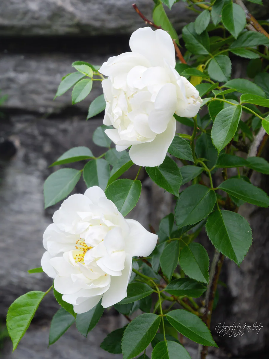 White Roses on Stone