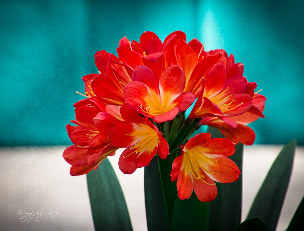 Red Blossom in a Teal Room