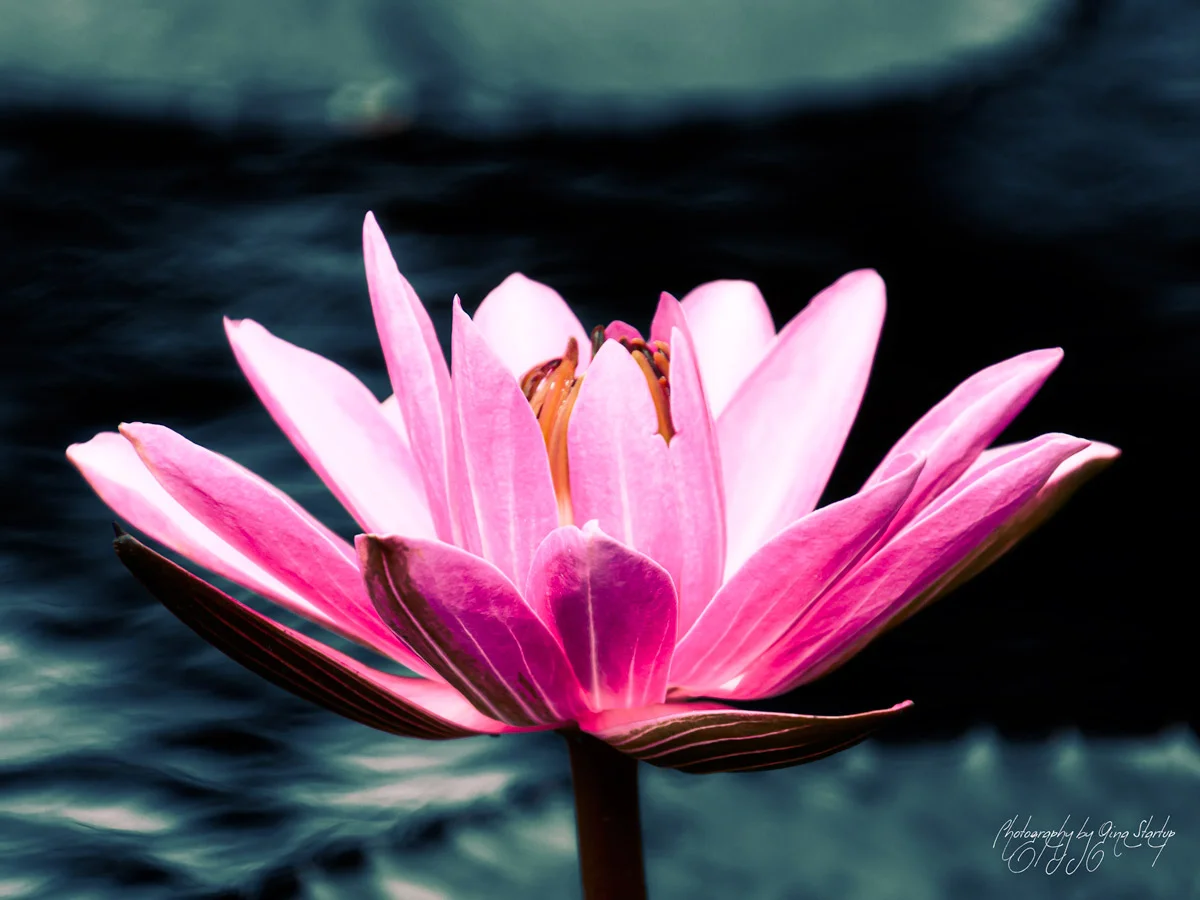 Pink Waterlily