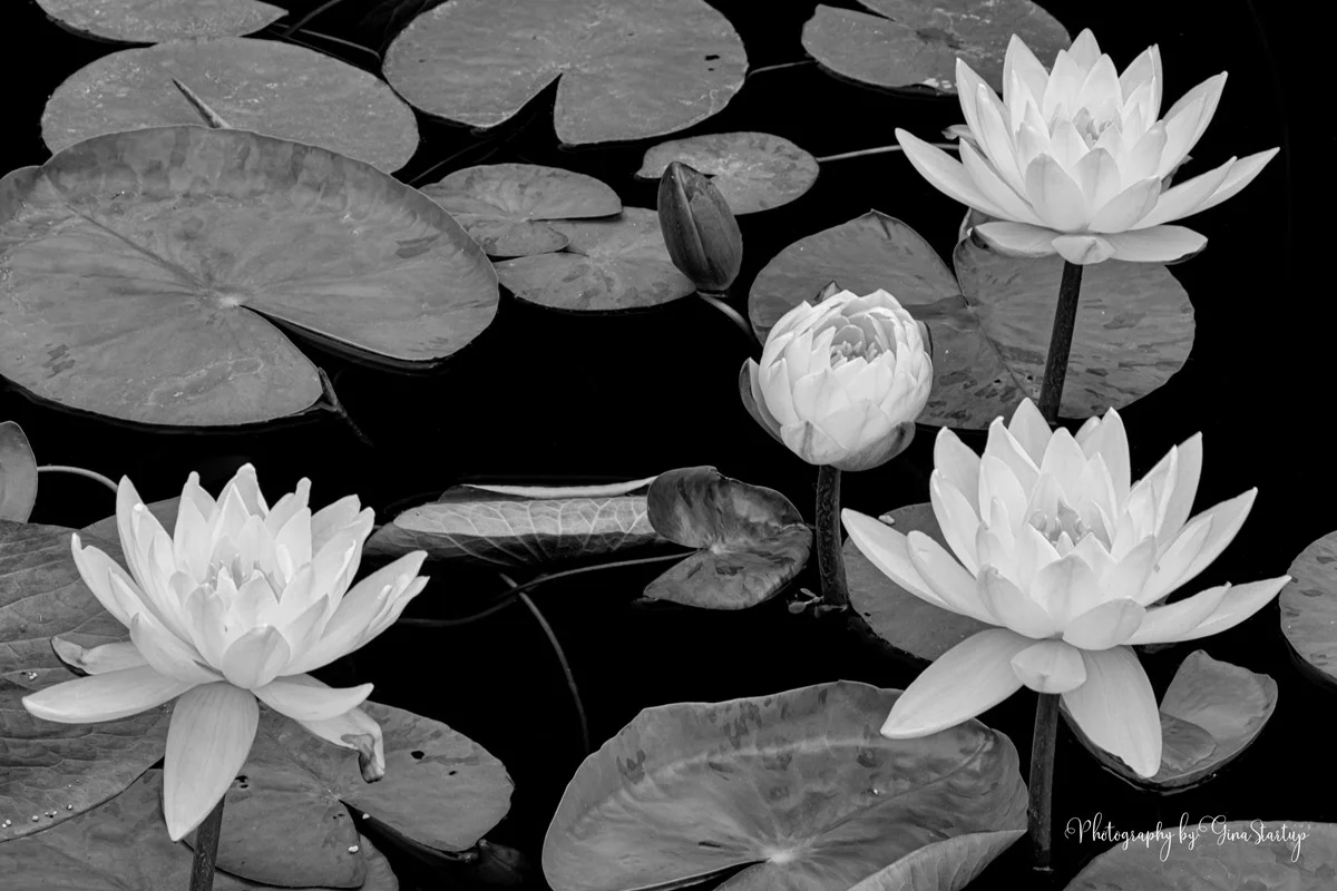 4 Waterlilies