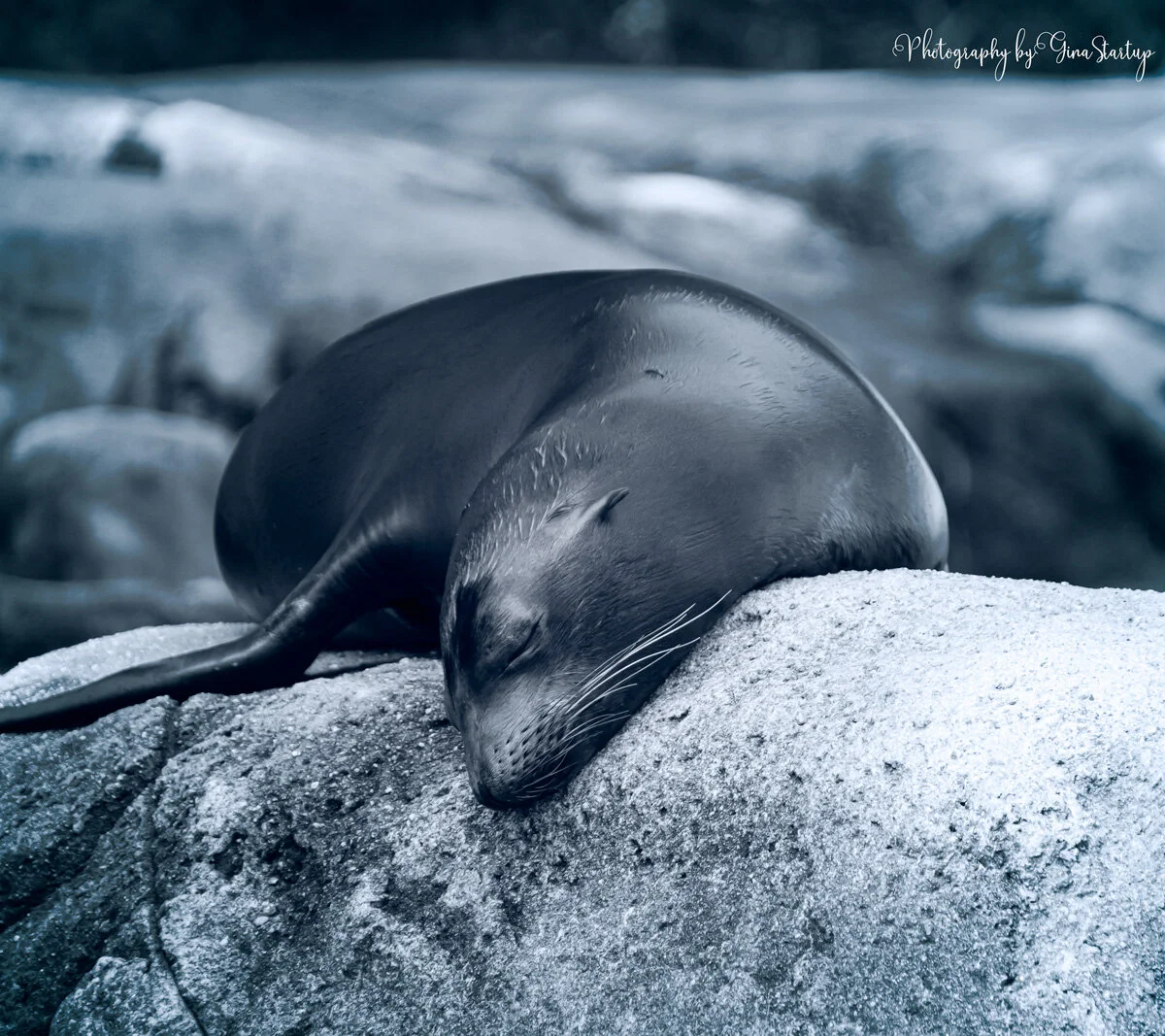 Sleeping SeaLion Pup