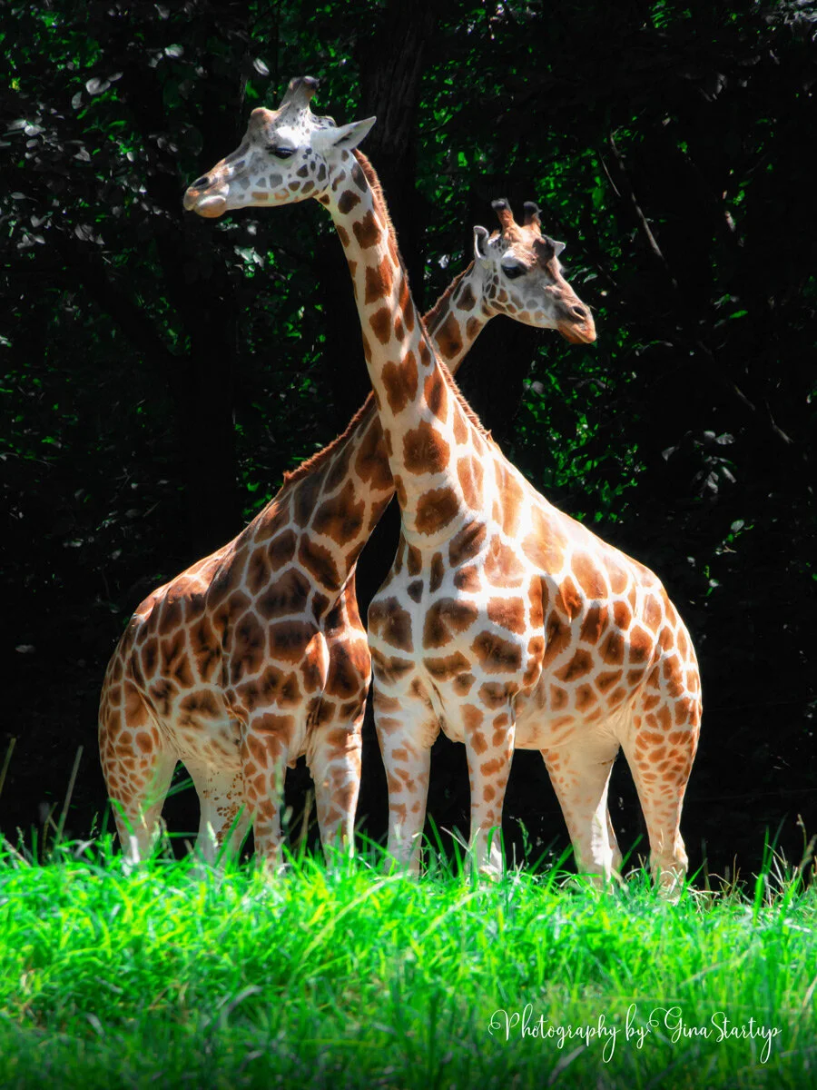 2 Giraffes