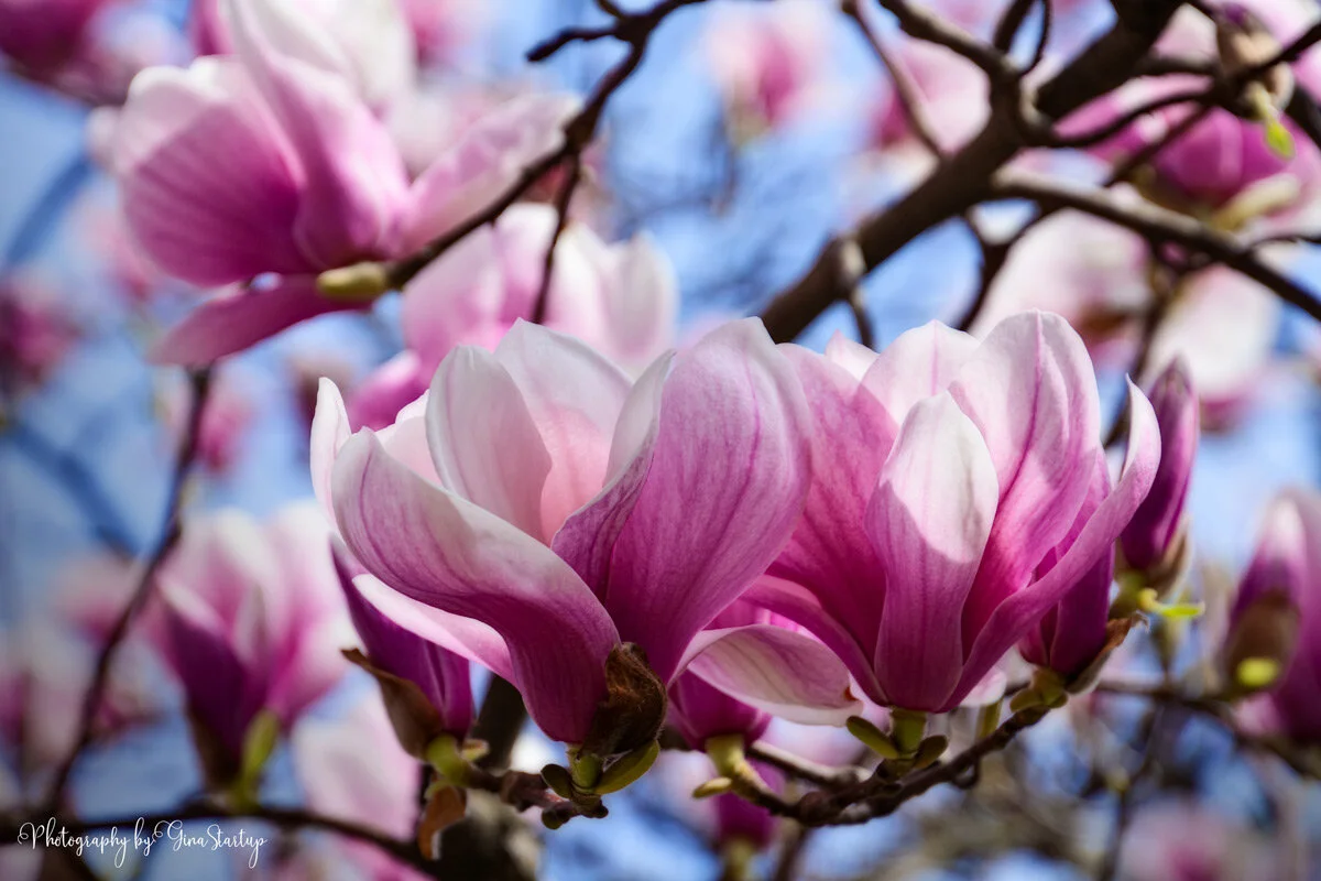 Magnolia Tree