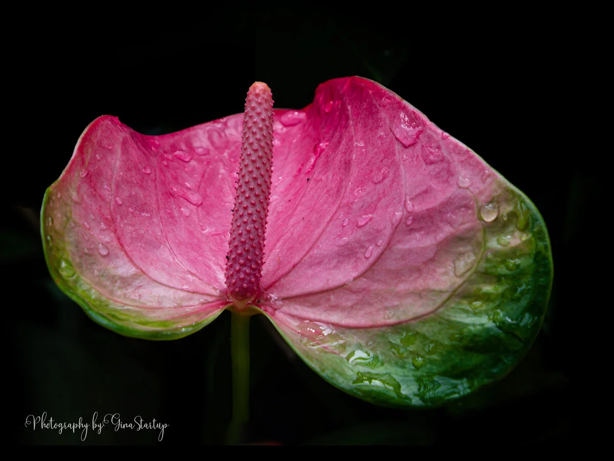 Anthurium 
