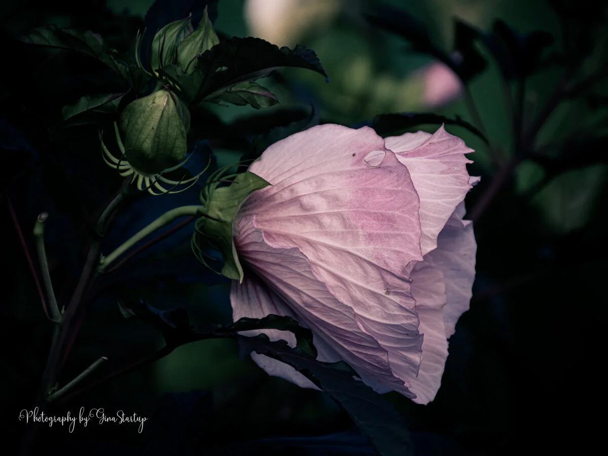 Faded Rose of Sharon