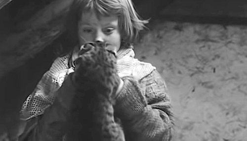 The Unfortunate Truth of Animal Cruelty in Film — Films Fatale