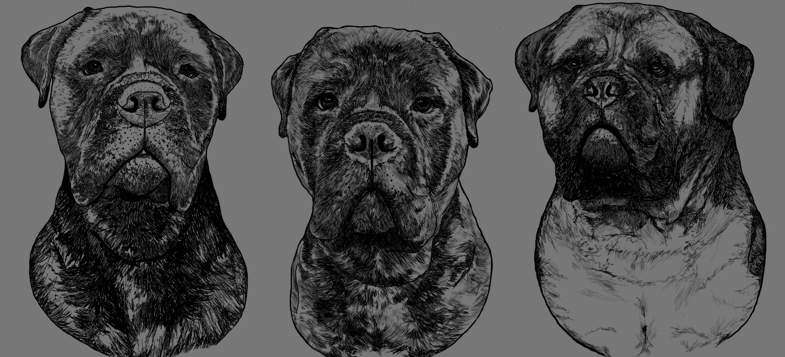 MASTIFFS