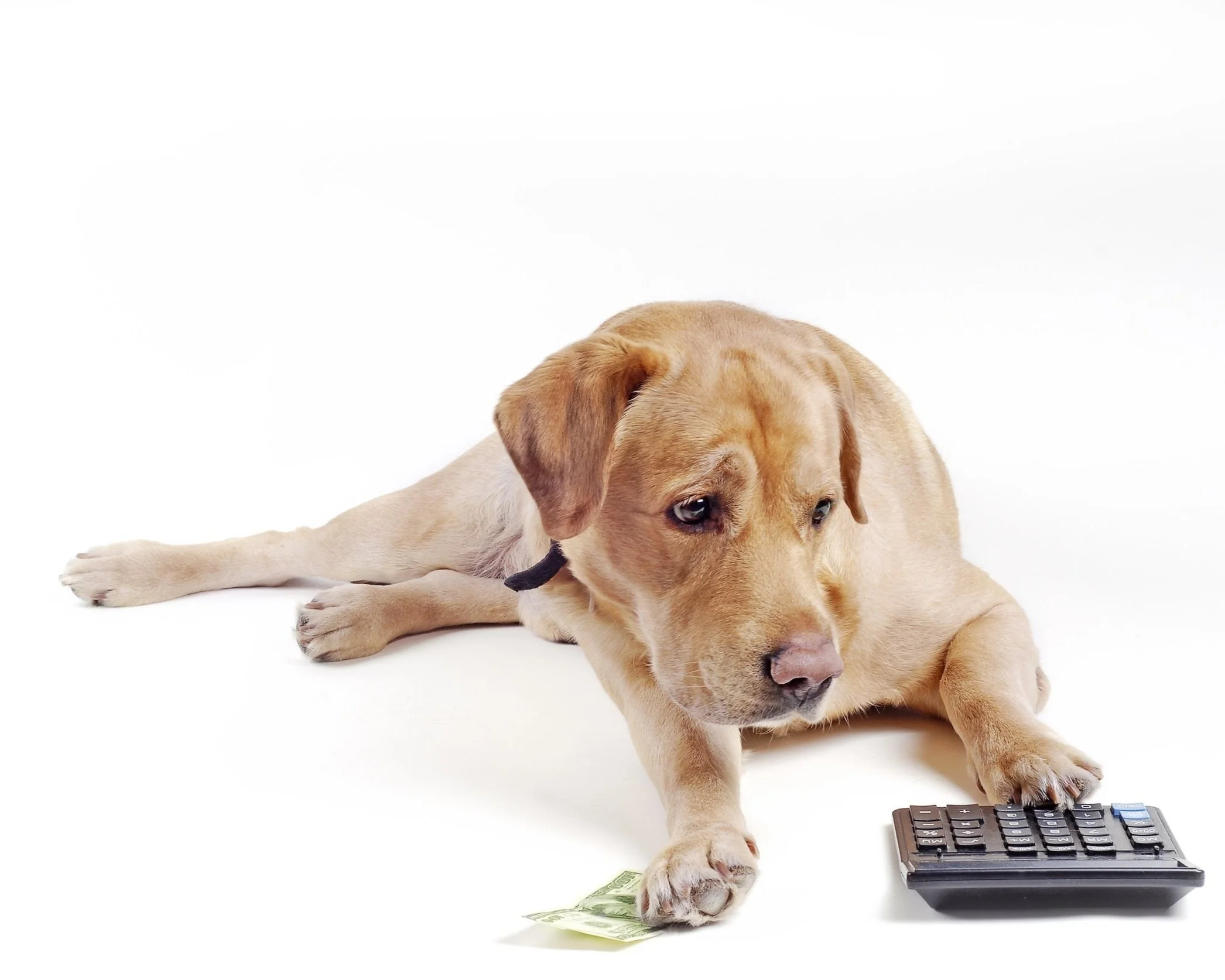 Rates — Campground Kennels