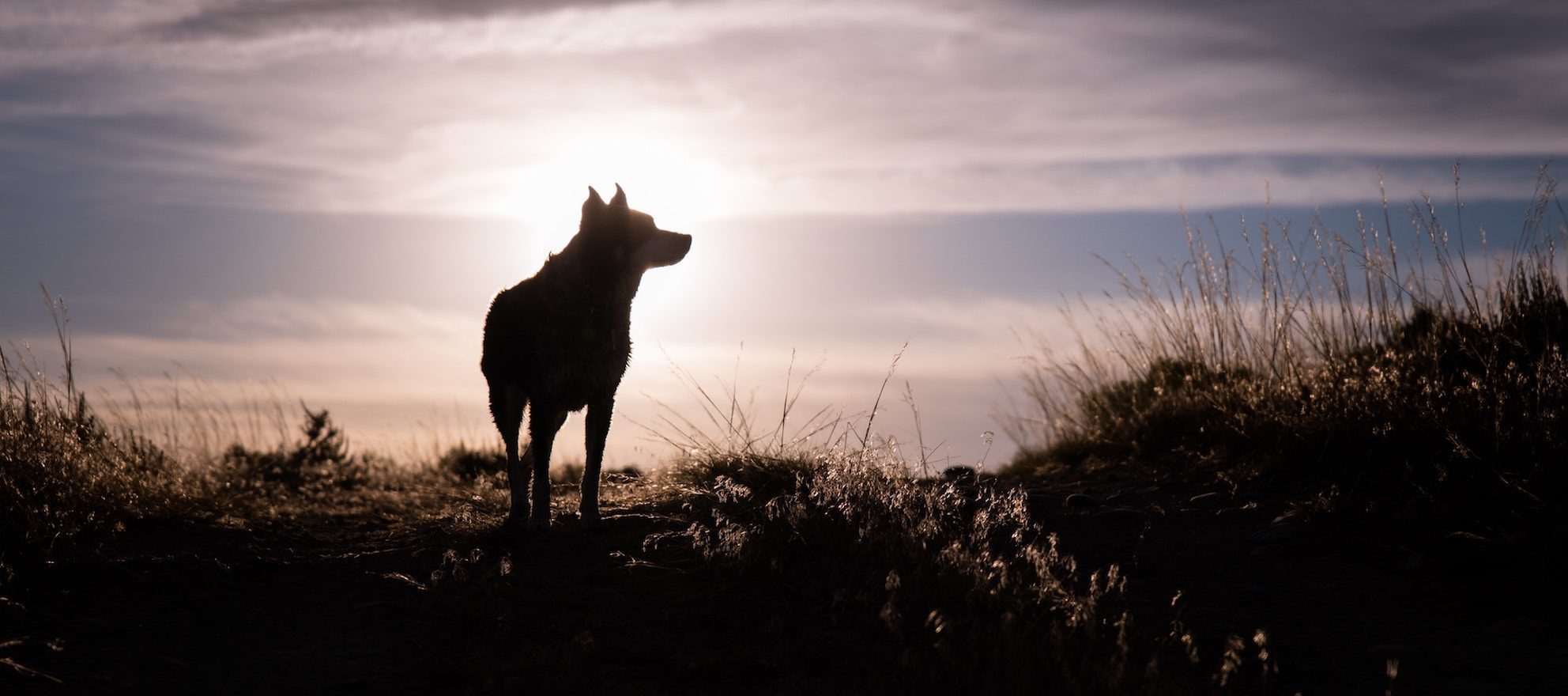 Wolf.jpg