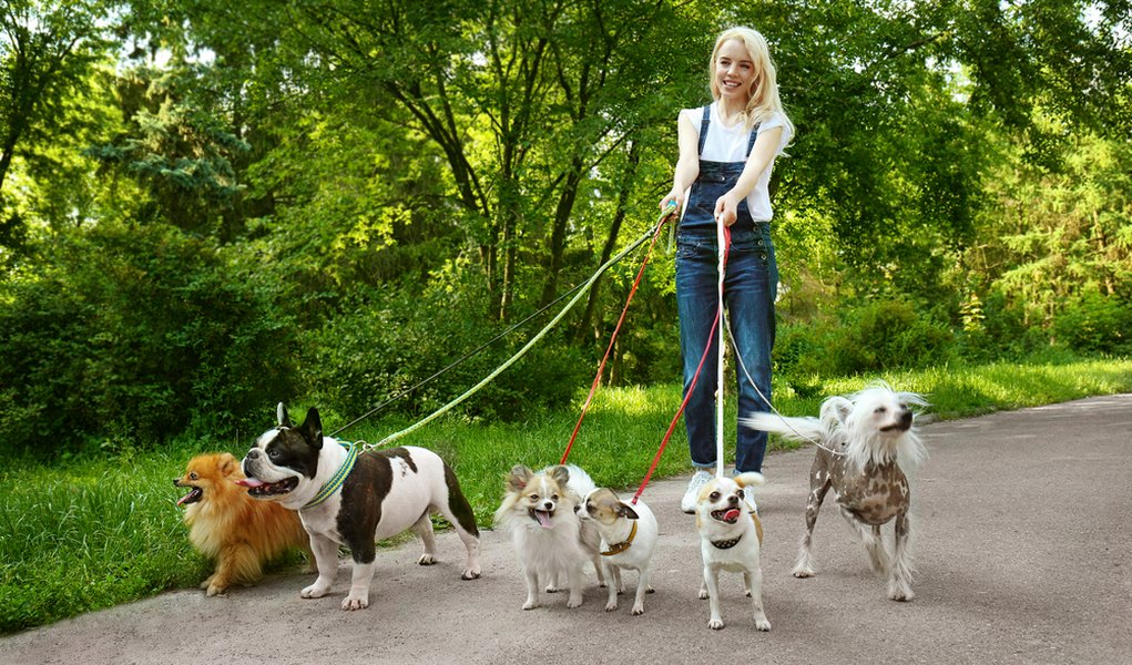 My-Top-7-Tips-on-How-to-Be-a-Successful-Dog-Walker.jpg