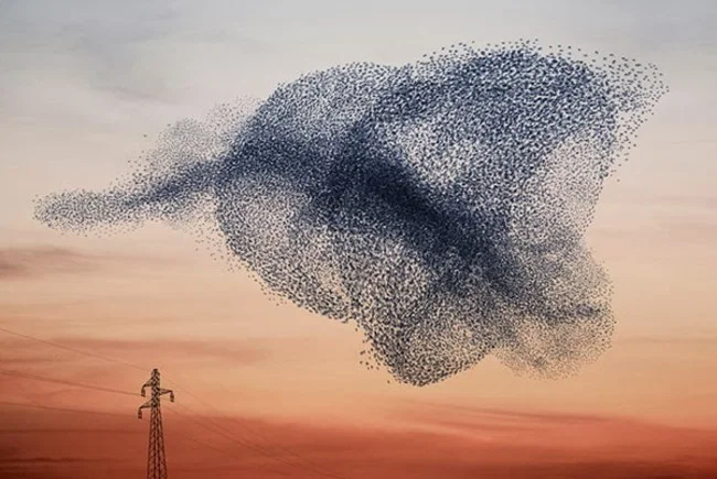 swarm.jpg