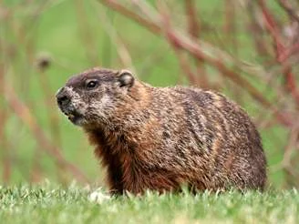 Groundhog.jpg