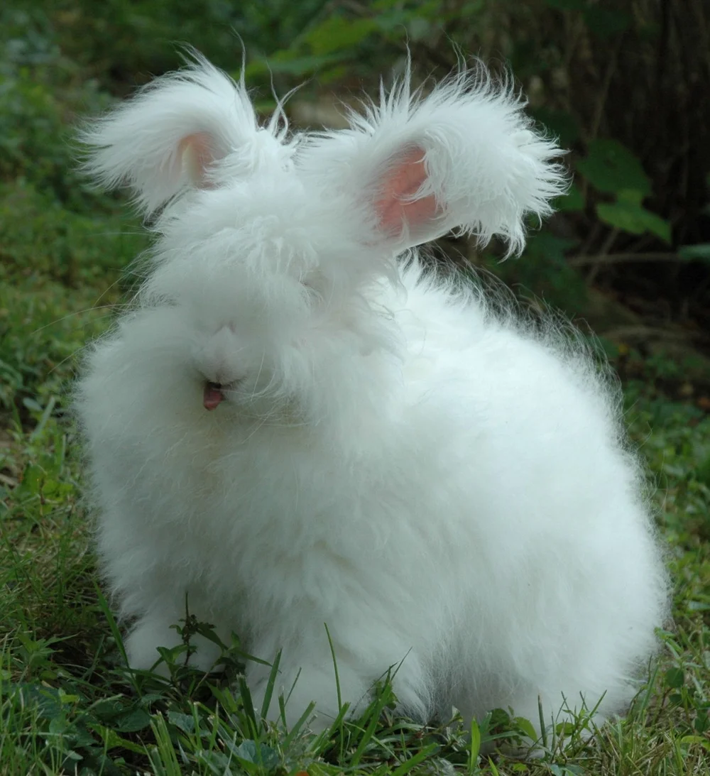 Angora Doe Rabbit German Angora Rabbit Farm