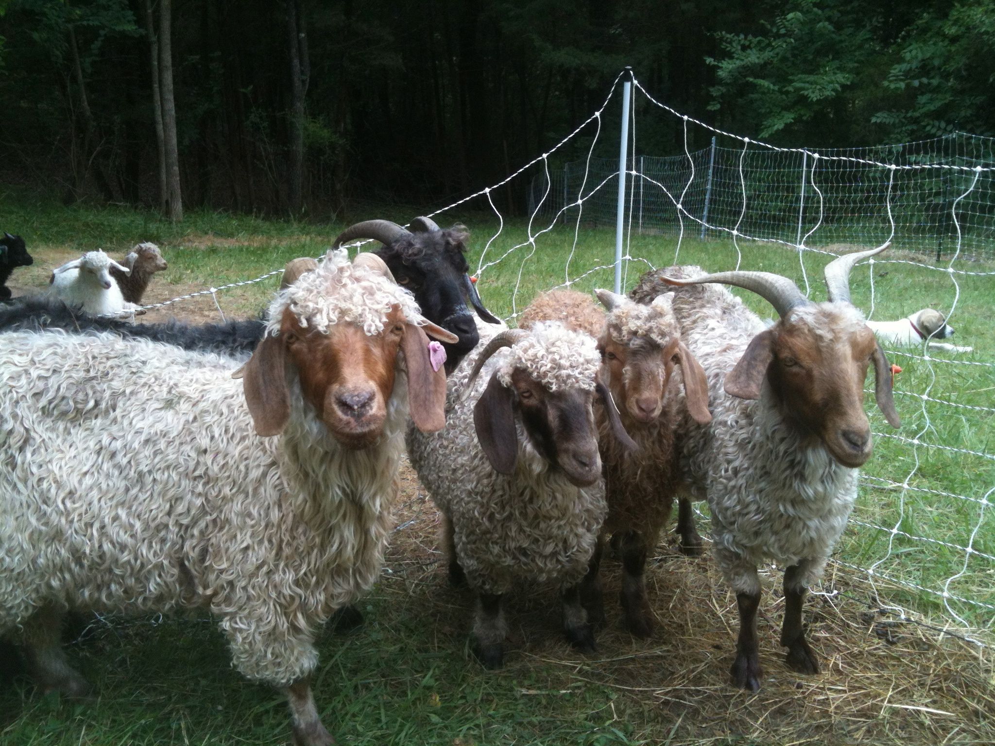 goats.jpg