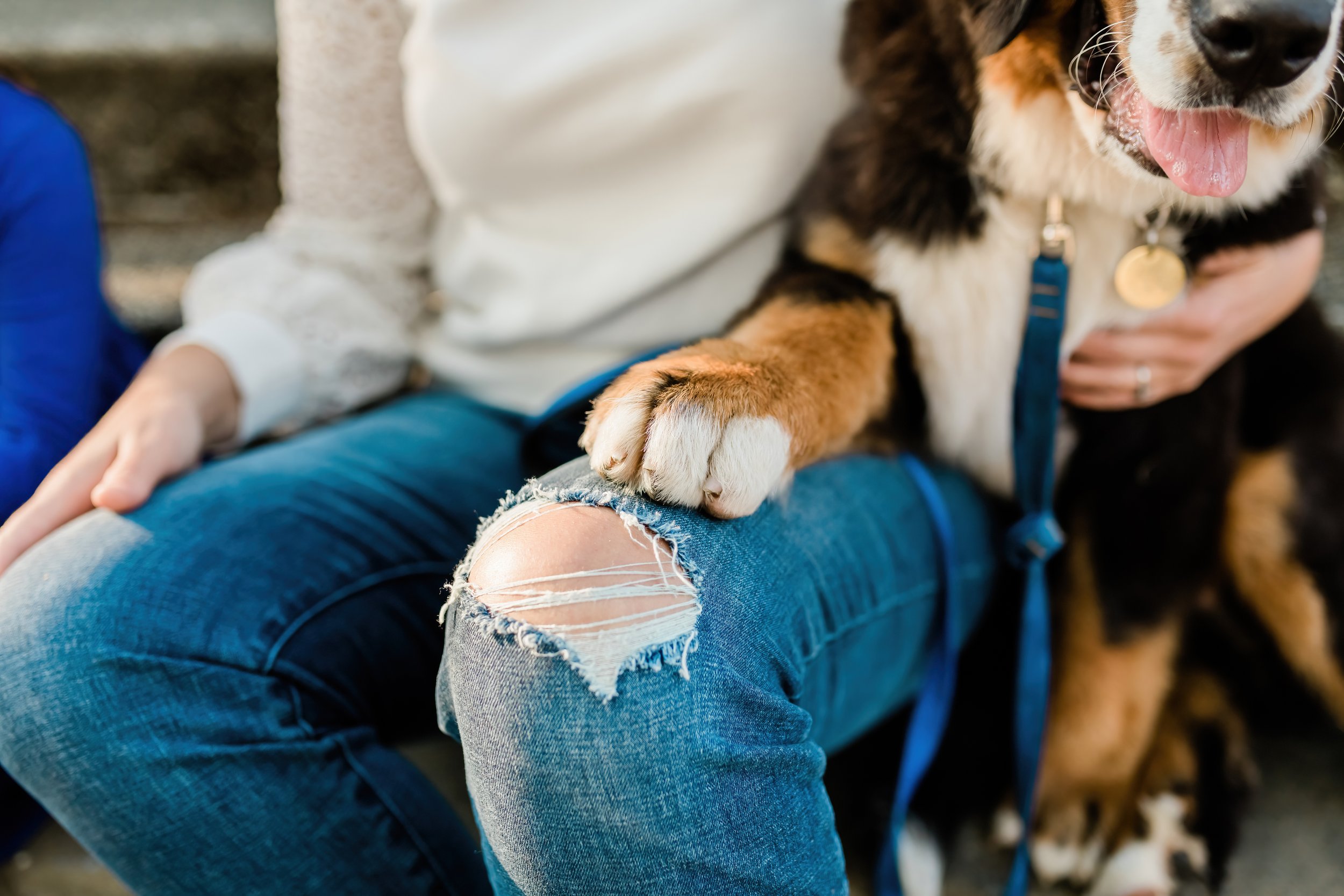 Why Pets Deserve a Spot in Your Family Photos