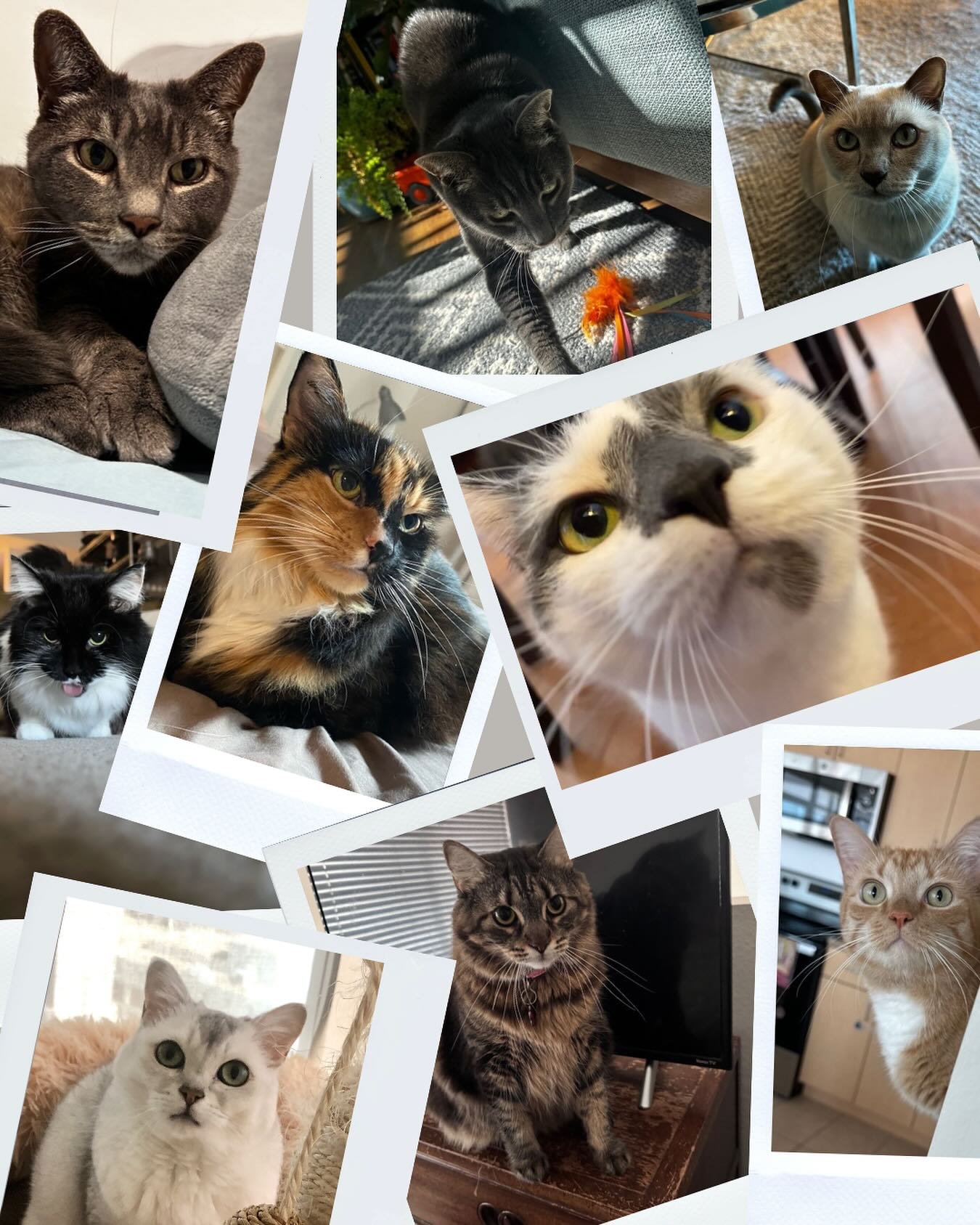 June is National Adopt a Cat Month! ⁠
⁠
Did you know that in the US, June is considered to be the start of kitten season? As a result, animal shelters and rescue organizations are rapidly becoming crowded with numerous cats and kittens in need of lov