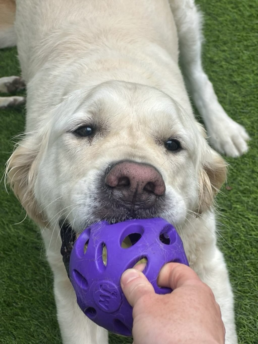 🐾 Meet Tez, the ultimate playtime enthusiast! This pup lives for tug-o-war, belly rubs, and, of course, his favorite dragon toy! ❤️ ⁠
⁠
Ever wondered how playtime can boost your furry friend&rsquo;s happiness and health? Let us know your pup&rsquo;s