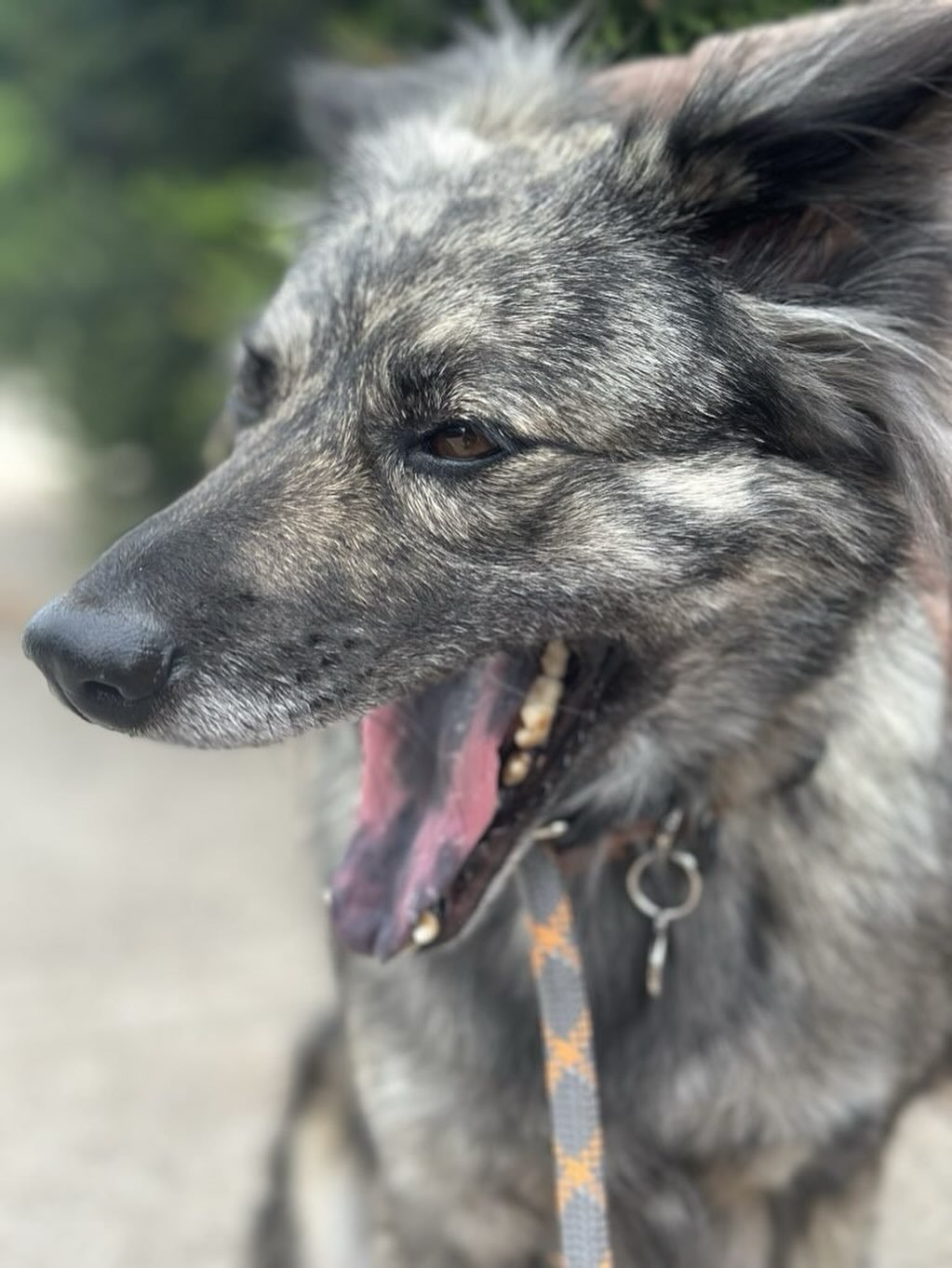 Billie here, wishing everyone a happy Friday. The weekend is just around the corner, and we all hope you have a fun weekend before the work week starts up again. ⁠
⁠
#dogsofinstagram #sddogs #sd_dogs #dogsofsd #dogtreats #petcare #dogwalking ⁠