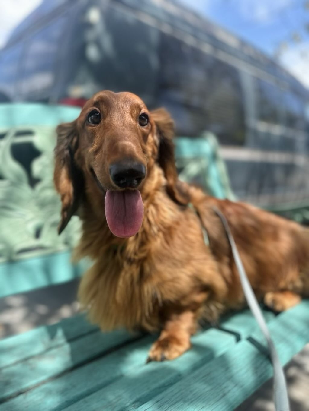Happy National Dachshund Day! 🐾⁠
⁠
Here are some fun facts about Dachshunds that you might not know: ⁠
⁠
- Dachshunds come in two sizes. Standard Dachshunds weigh up to 35 pounds, and miniature ones weigh up to 11 pounds. ⁠
⁠
- Dachshunds can have t