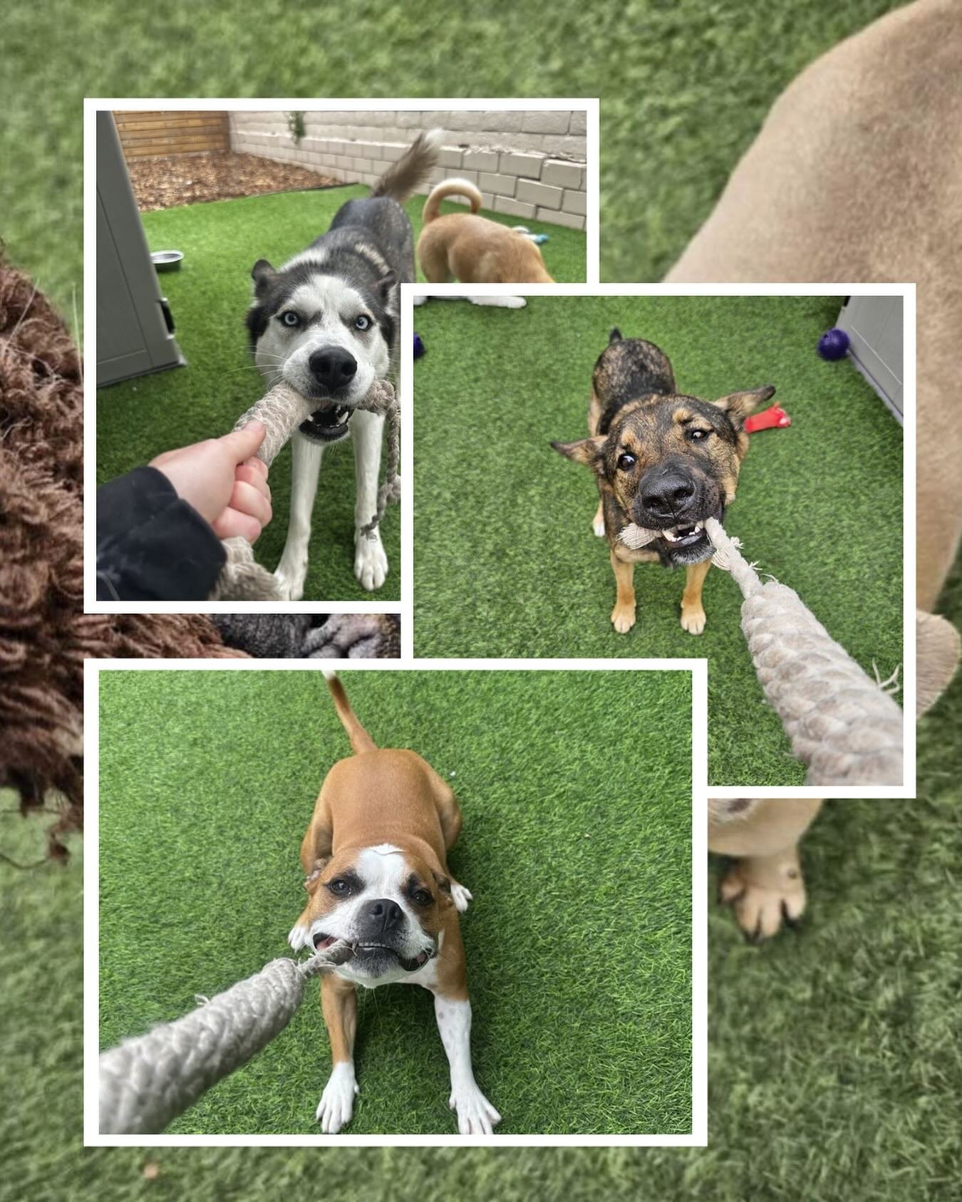 🐾 Tug of War: The Ultimate Bonding Game! 🐶💥 ⁠
⁠
Check out our adorable pups in action, showcasing their playful spirits! Tugging on that rope isn&rsquo;t just a game&mdash;it&rsquo;s a fun way to strengthen your dog&rsquo;s muscles and enhance the