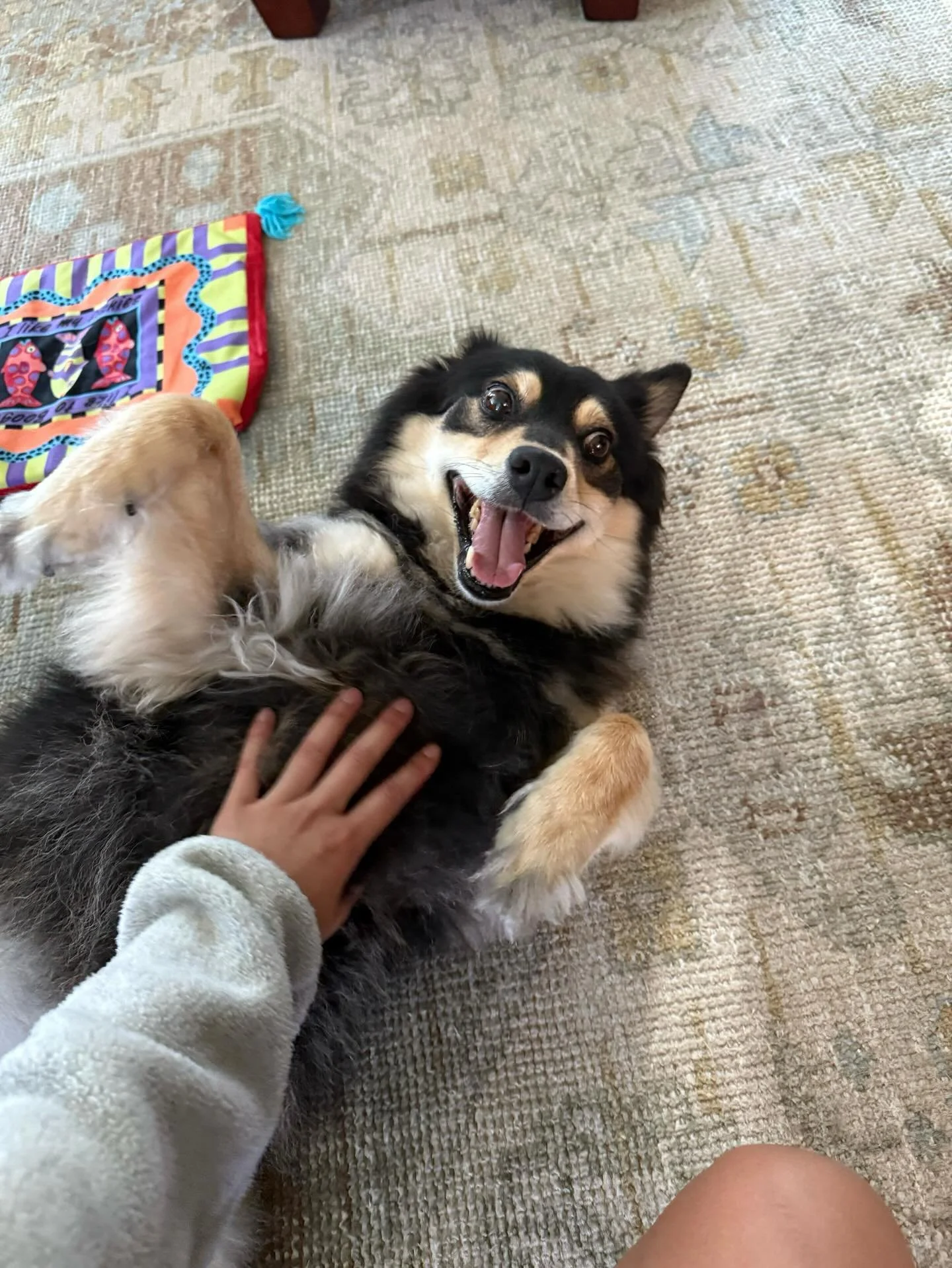 Cooper says the best day to get belly rubs is on a day that ends in a &ldquo;y&rdquo; 😉