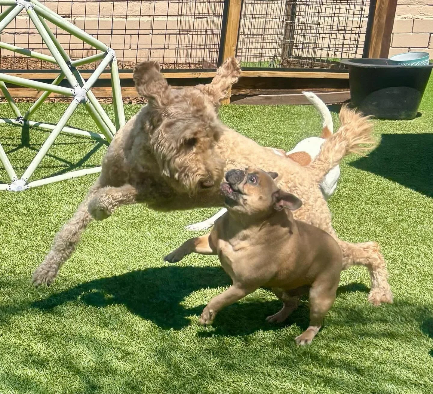 Marvin and Duke having a blast at their play session! 🐾

#dogsofinstagram #sddogs #sd_dogs #dogsofsd #dogtreats #petcare #dogwalking ⁠