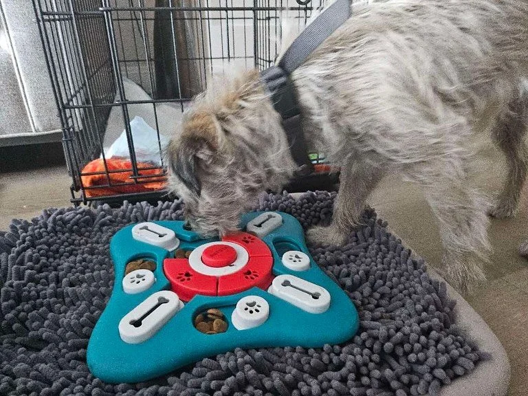 Looking to explore new enrichment activities for your dogs? Consider utilizing a puzzle feeder. They are an excellent way to get your pup&rsquo;s brain working while providing them with prolonged entertainment.⁠
⁠
Tracy is a pro and loves her puzzle 