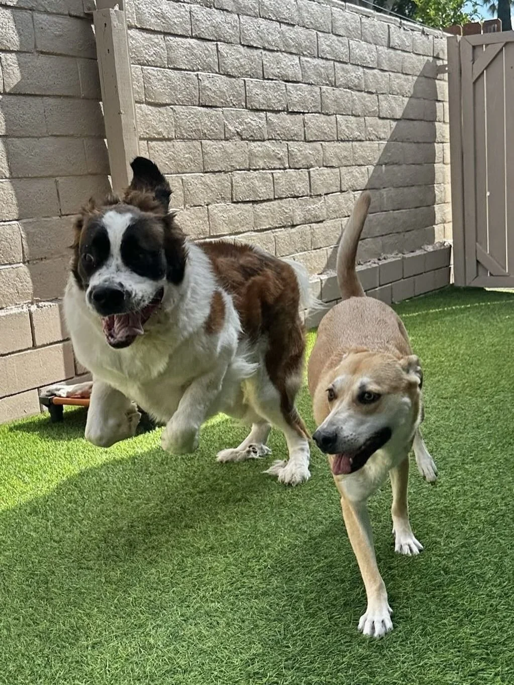 Cookie, catching some serious air! 🐾