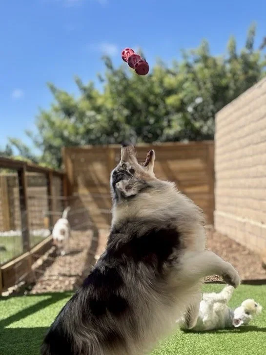 Jaxon, the king of catching toys! 🐾