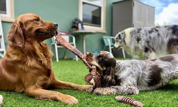 🐾 Friends and playgroup sessions are the best way to cure the Monday blues! 😁