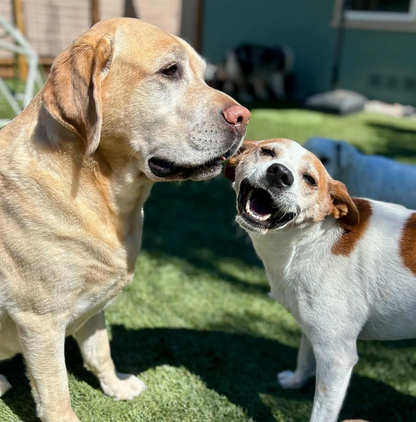 At See Spot Sit we make furever friends and family! 🐾