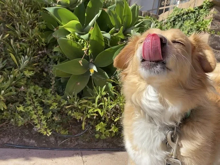 The cutest little tongue out photos to start off the new week.