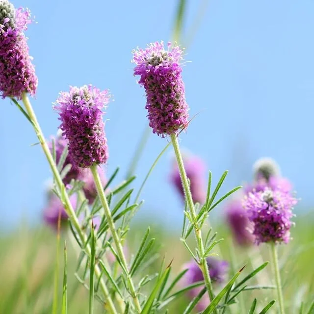 If you haven't yet gathered this, we have a MAJOR thing for native plants. Species like this gorgeous purple prairie clover (Dalea purpurea) light up gardens and green roofs all summer long, giving our pollinating friends food and a place to rest on