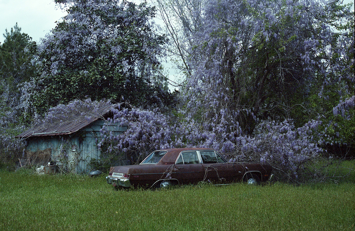 2016 April Film - wisteria car RESIZE.jpg