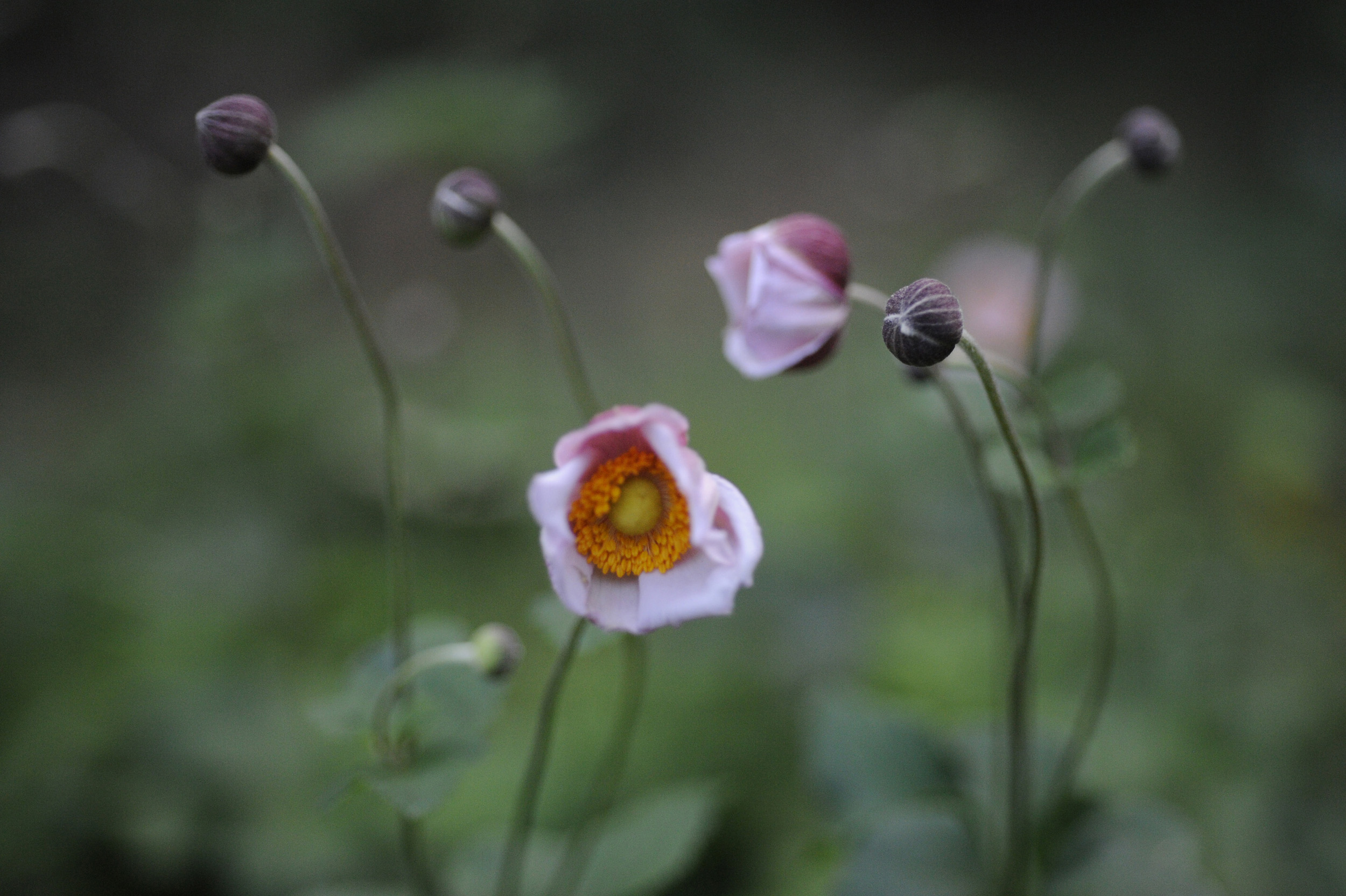 2017 Oct anemone center RESIZE.jpg