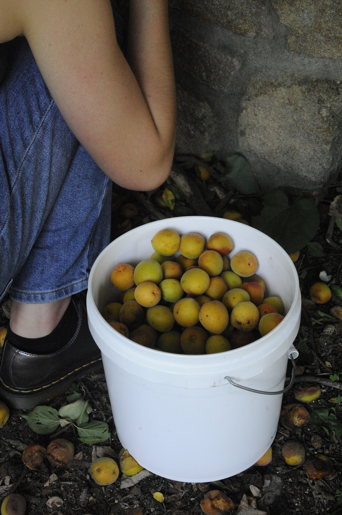 2018 June foraging for apricots RESIZE.jpg