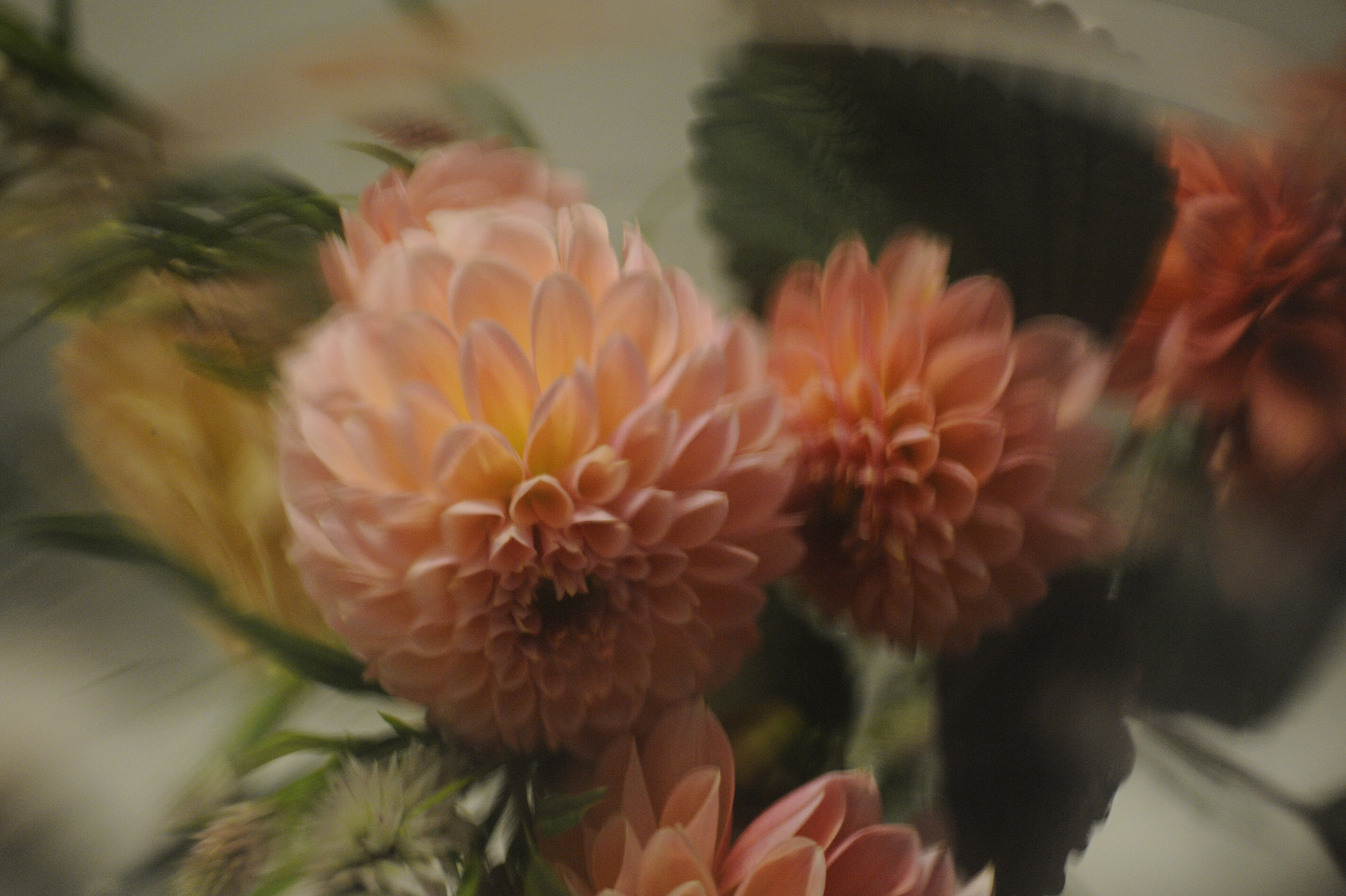 2016 Sept dahlia texture blur RESIZE.jpg