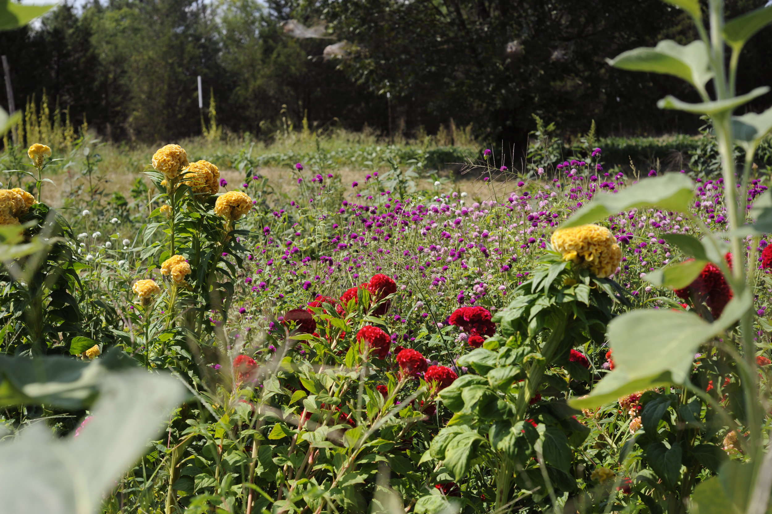 2015 sept flowers perrywinkle farm.jpg