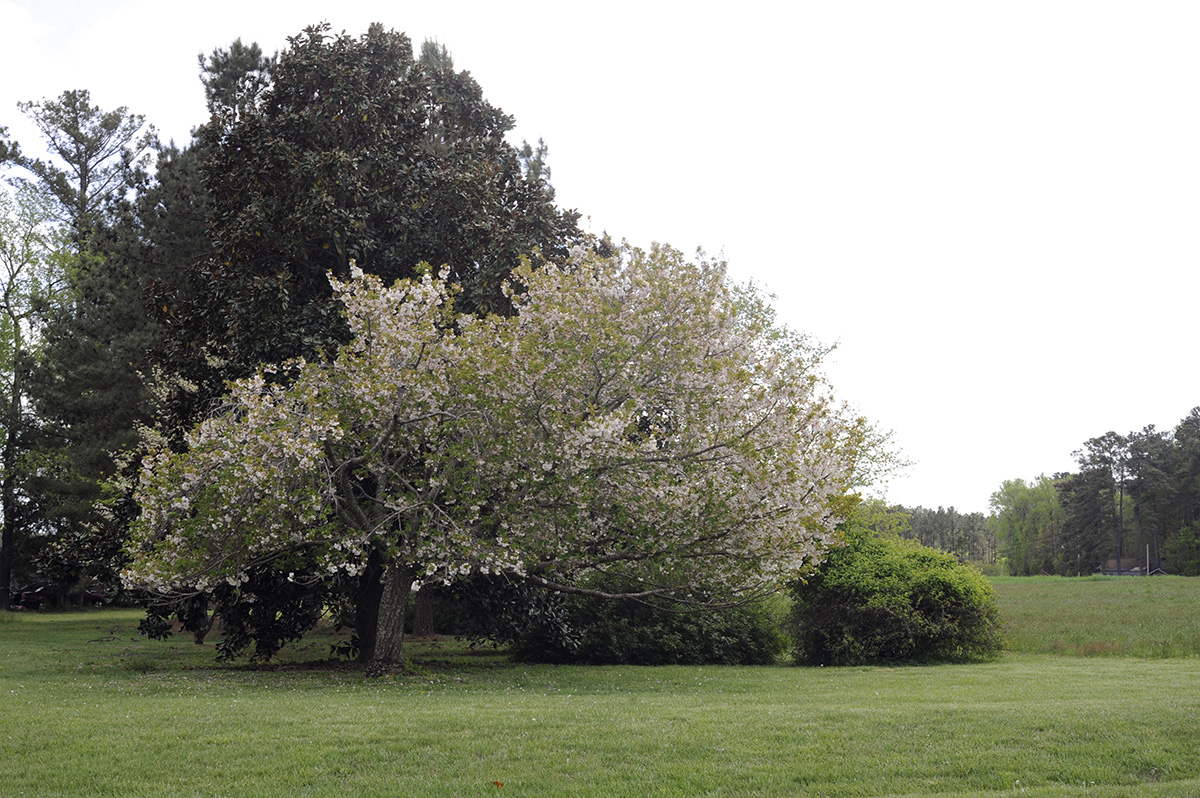 2016 April Flowering Tree Field RESIZE.jpg