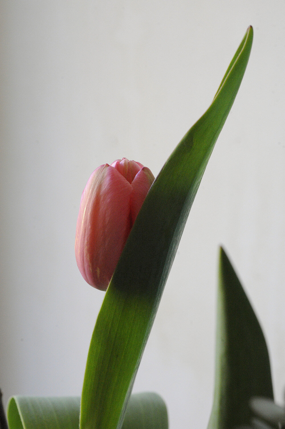 2017 March tulip peek RESIZE.jpg