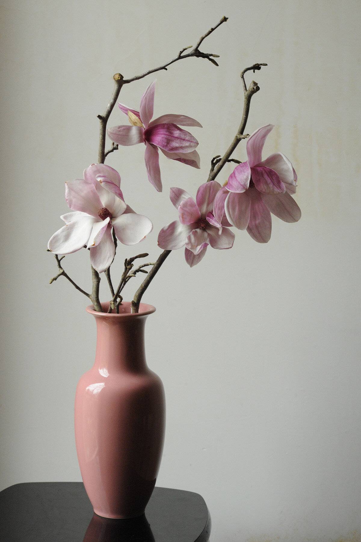 2019 Feb saucer magnolia RESIZE.jpg