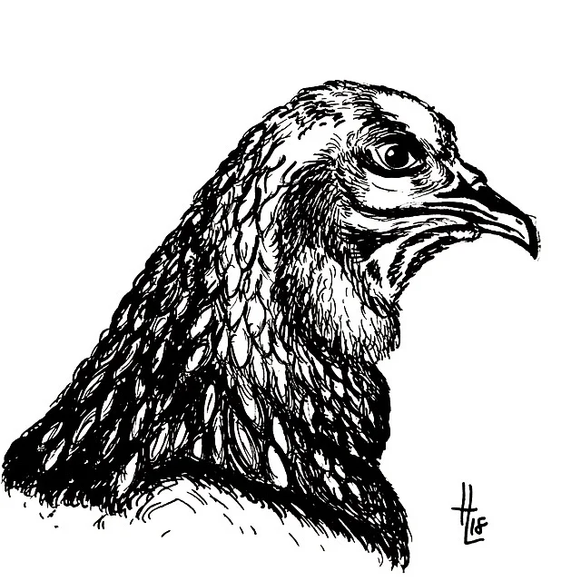 "...chicken!..."