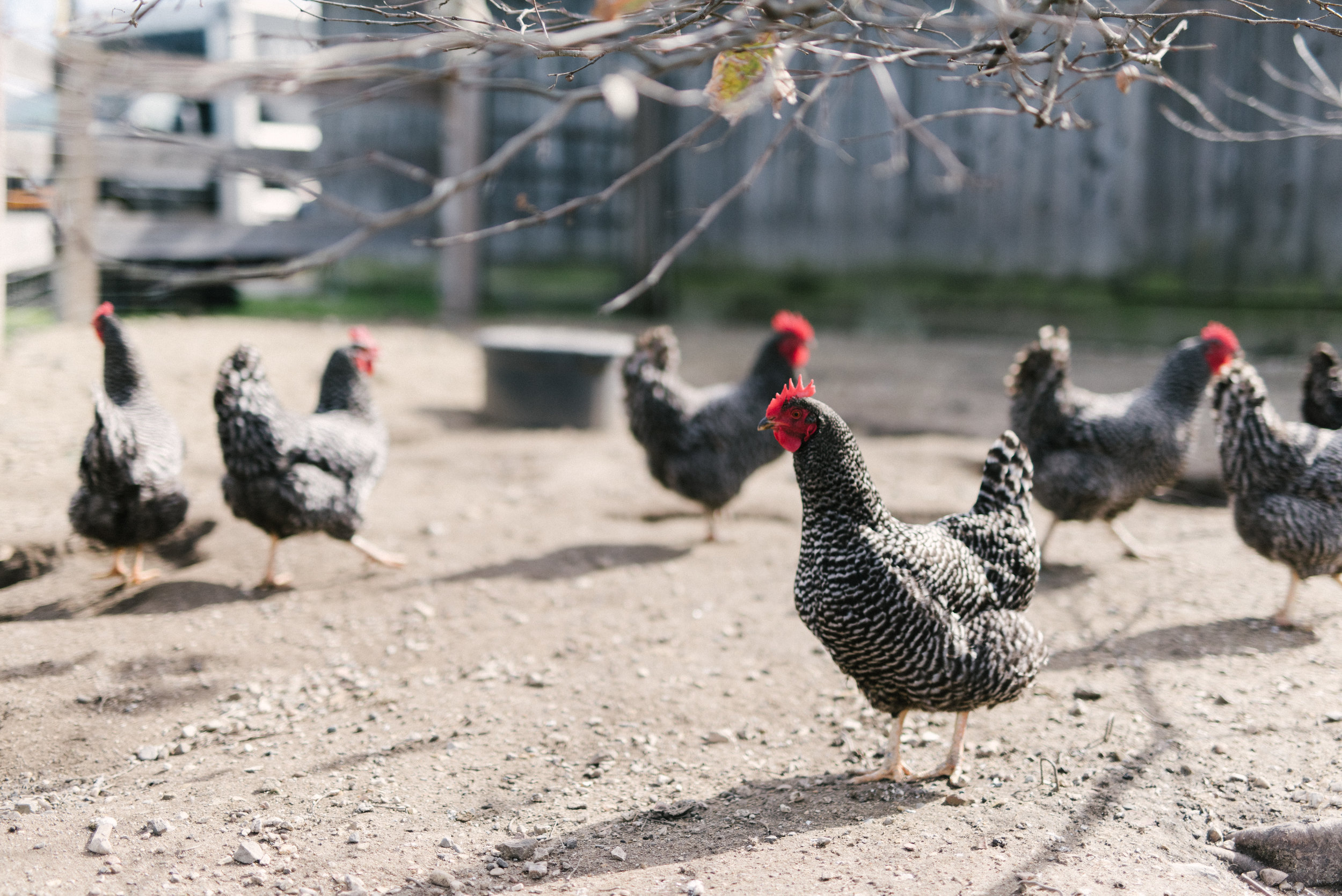 THE BARRED ROCK LADIES