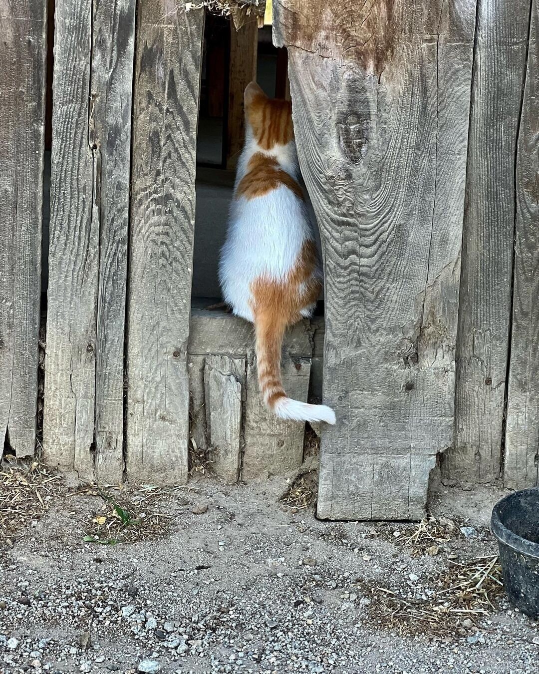 Barn cat life 🐈 ⁠
⁠
⁠
⁠
⁠
📸: @kara_outsen⁠
⁠
⁠
⁠
⁠
⁠
⁠
#farm #farmlife #barn #barncat #airbnb #vacationrental #airbnbhost #airbnbexperience #vacation #slo #slocal #centralcoast #visitslocal #visitslo #shareslo #farmanimals #cat #catsofinstagram