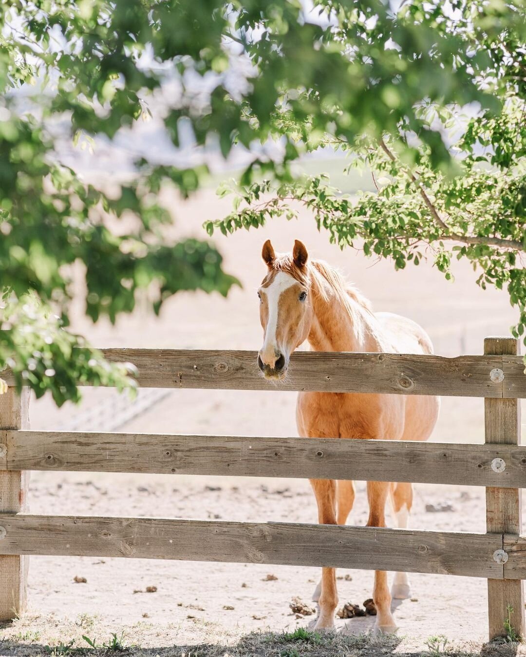 Howdy and Happy Monday from JD 🤠⁠
⁠
⁠
⁠
⁠
📸: @nikkelsphotography.families⁠