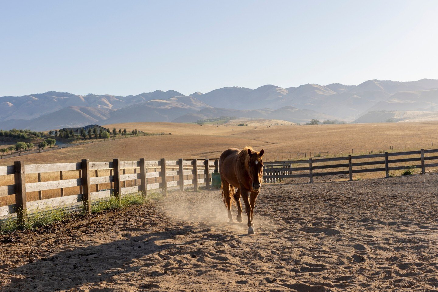 Easy like Sunday morning 🐎⁠
⁠