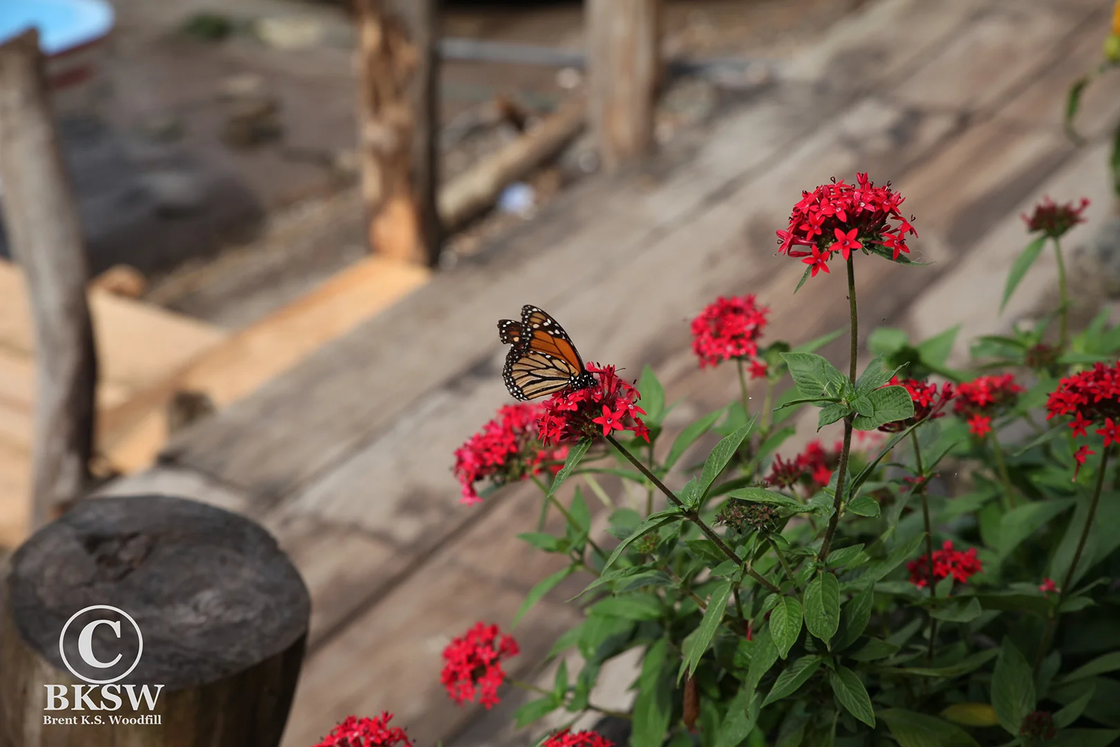 Monarch, Lake Atitlan