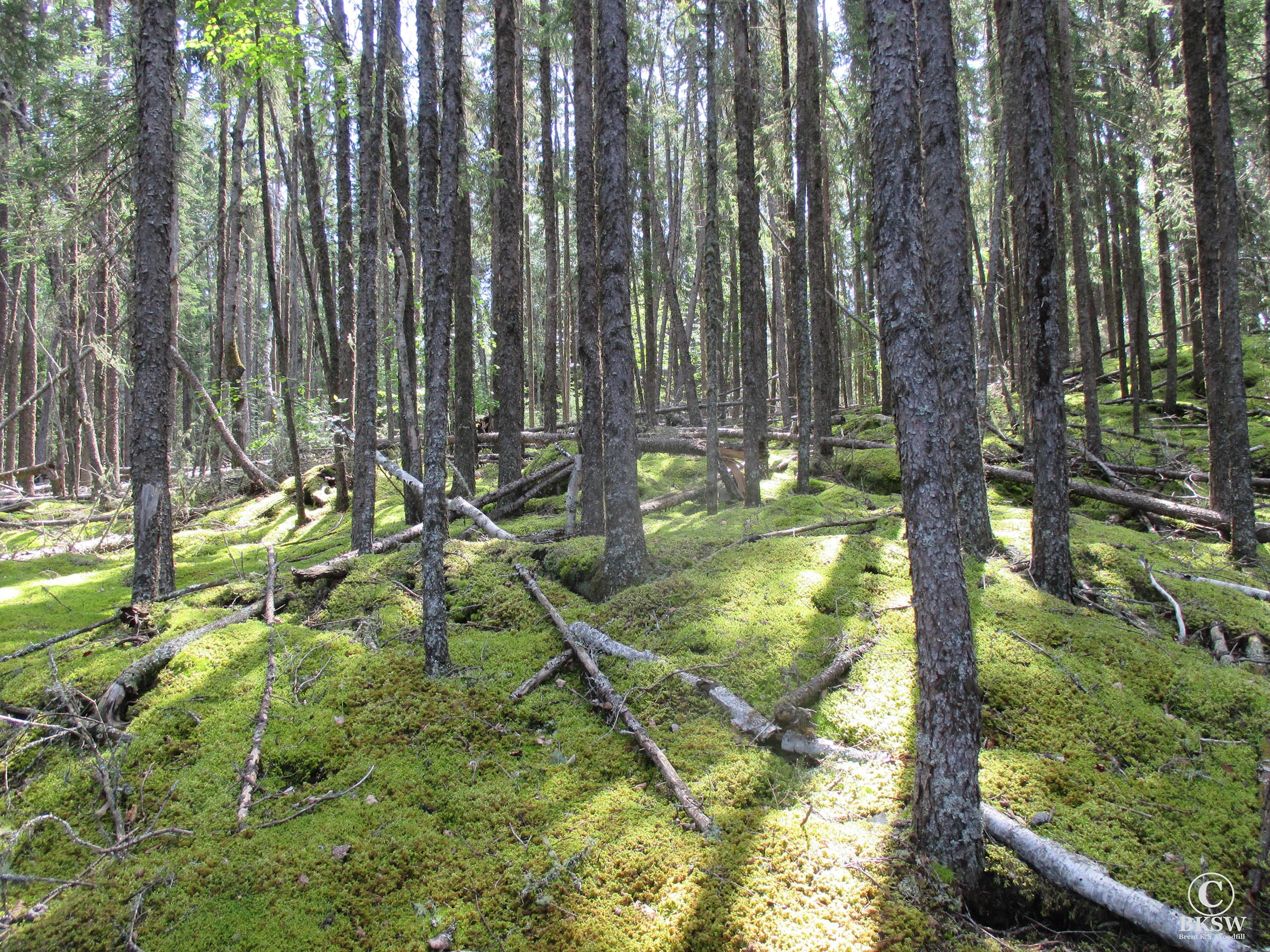 Lichens and trees on the shores of Lake St. Joseph